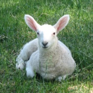 Spring Creek Farm - lamb